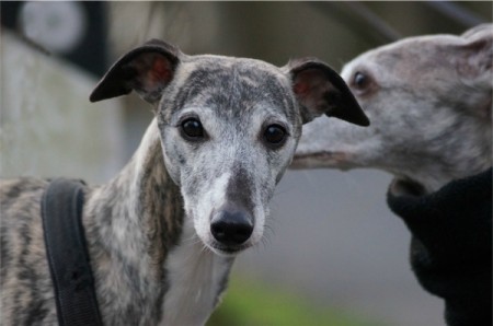 Kissy_Porträt_1-small