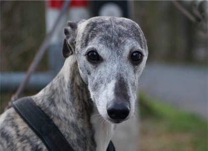 Kissy_porträt_2-small