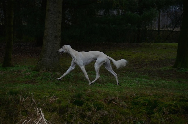 Macello-Sawahin-8228-small