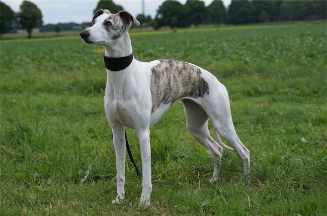 Amelie_1_24.05.2014-small