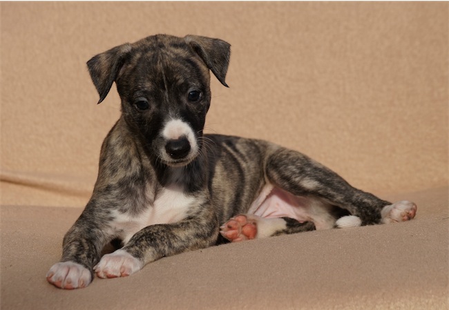 Festa_26.06.2014-small