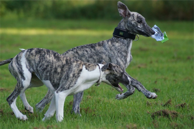 Eni_Giorno_13.09_4-small