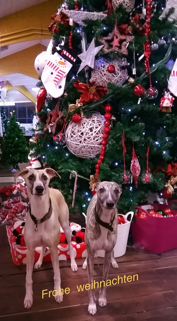 WP_20141221_17_51_41_Pro (565x1024) (3)