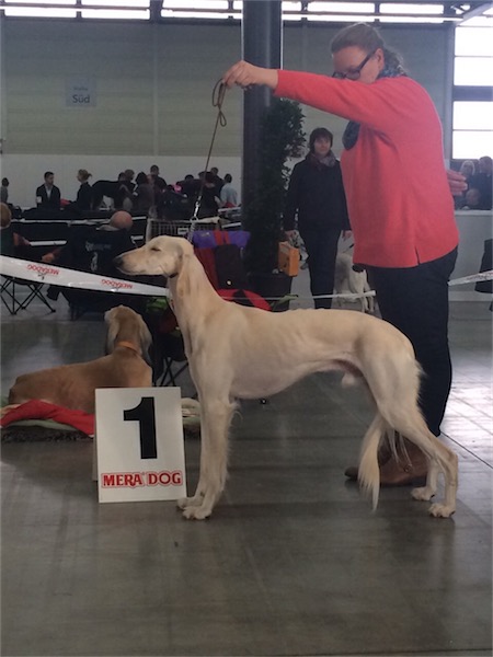 9d4be434a3151681322e459189e1a184-small