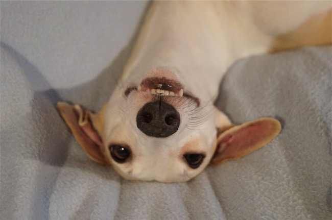 Angel_Spassvogel-small