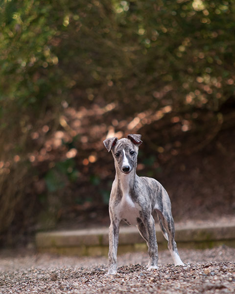 01-whippet-2