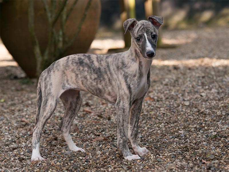 02_whippet-2