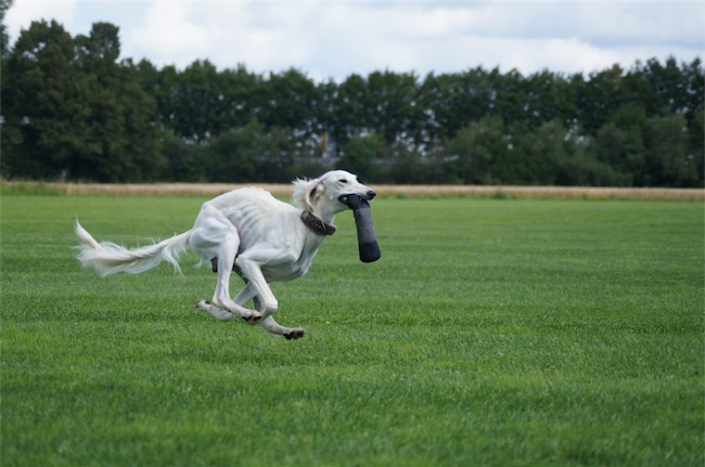 Louis_04_08_14_1-small