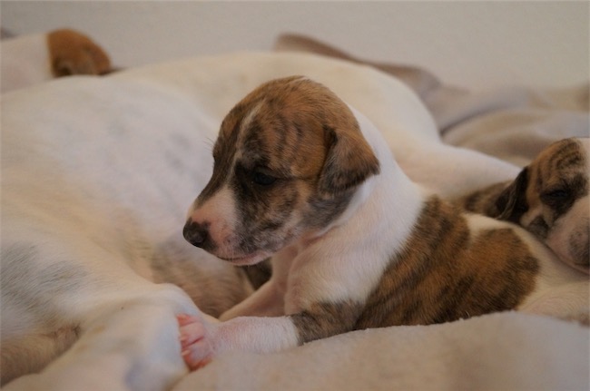 In Modo di_05.11.2015_1-small