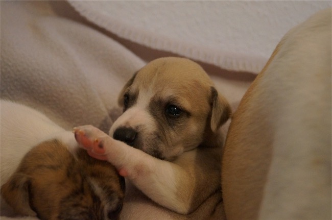 Infernale_05.11.2015_2-small