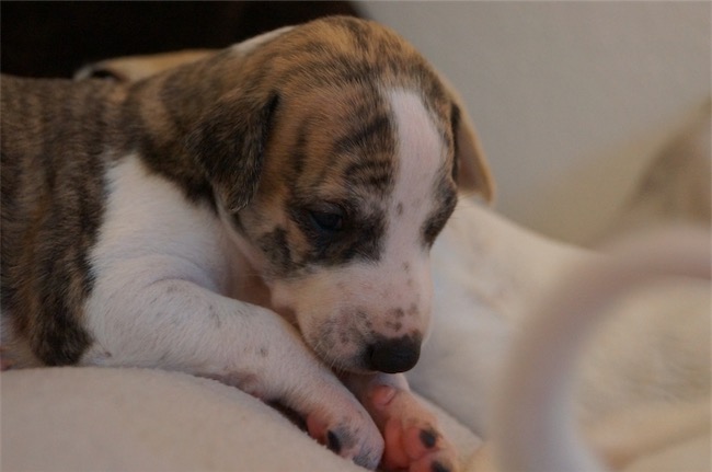 Infinita_05.11.2015_1-small