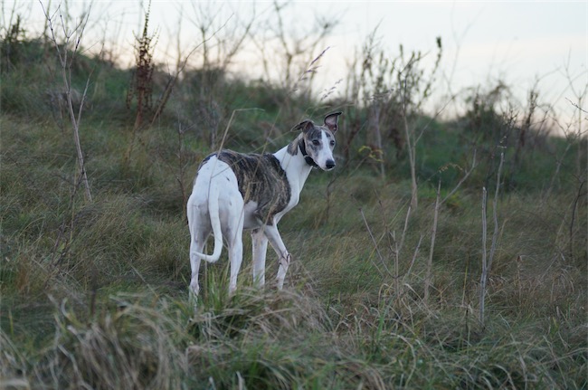 10.01.2016_Emma_2-small