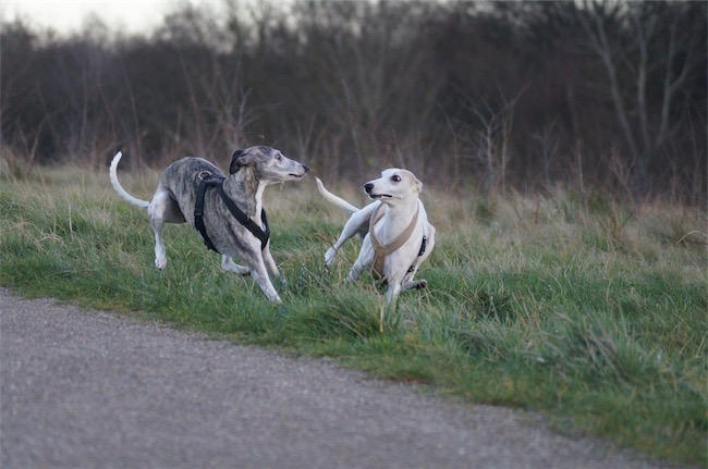 10.01.2016_Kissy_Eve-small