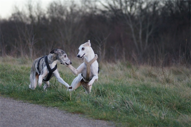 10.01.2016_Kissy_Eve_1-small