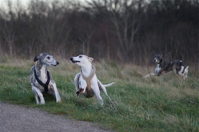 10.01.2016_Kissy_Eve_2-small