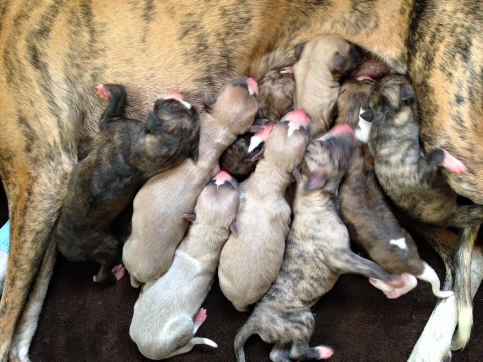 12642829_977733708929958_5162230160906130225_n