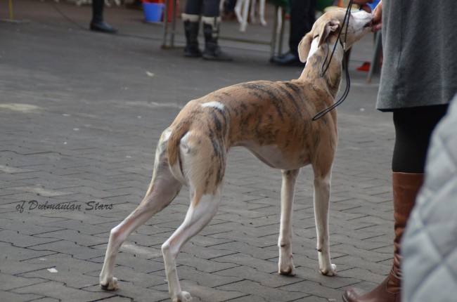 12615754_1114197801937521_2453689718932720081_o