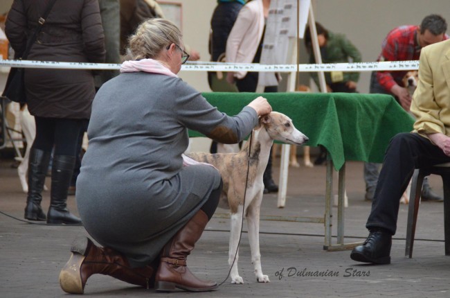 12646866_1114198001937501_8757986937463094286_o