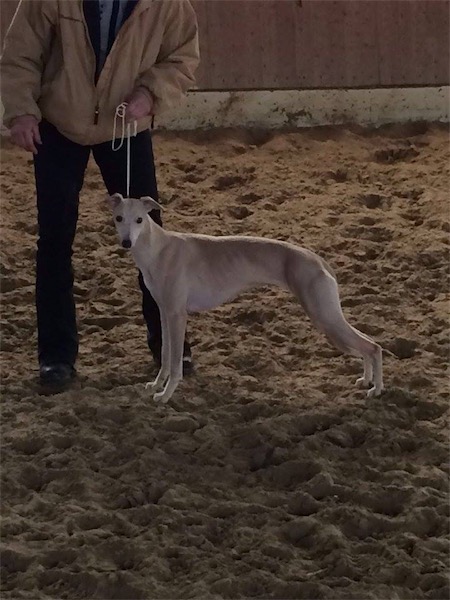 12626008_929905170427483_1328744425_n-small