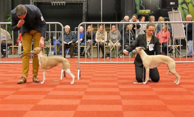 12771996_1283614954986649_7624068274891567428_o