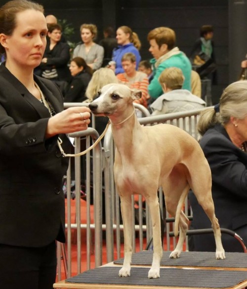 12799036_1283615024986642_1556022650395159646_n