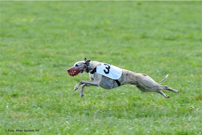 586_C-Riffi_160328_iPad-small