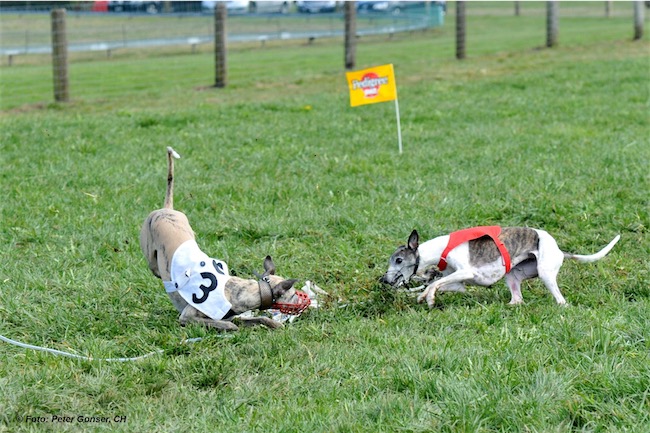 594_C-Riffi_160328_iPad-small