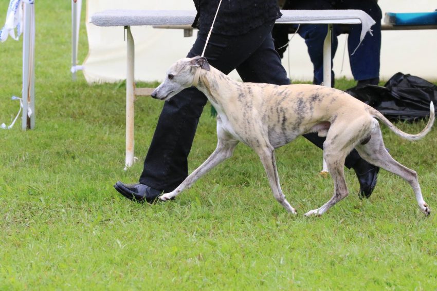 13458517_1731197843789507_3175150006758635568_o