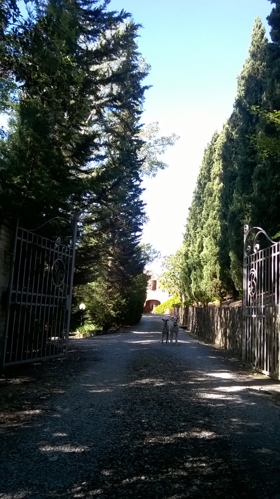 WP_20160525_17_20_09_Pro (575x1024)