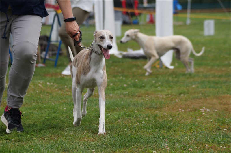 Anton_JAS_2016_1-small