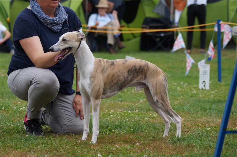 Anton_JAS_2016_3-small