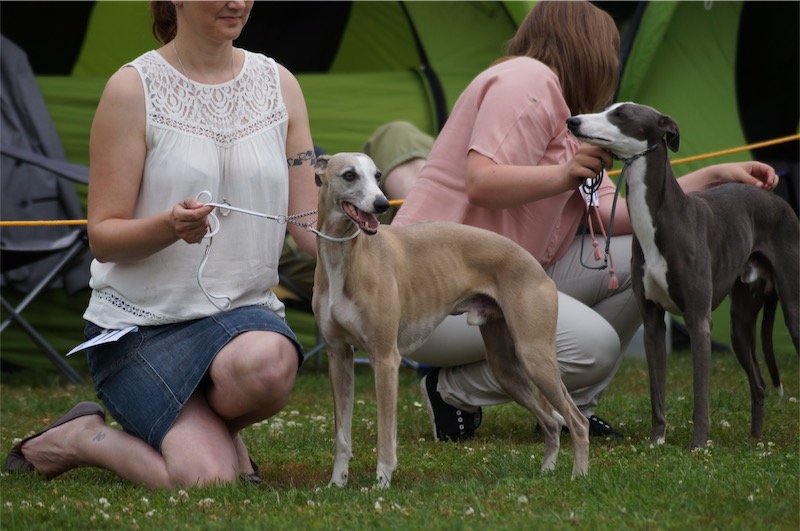 Even_JAS_2016_1-small