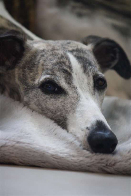 Hunde neu 2016 007-small