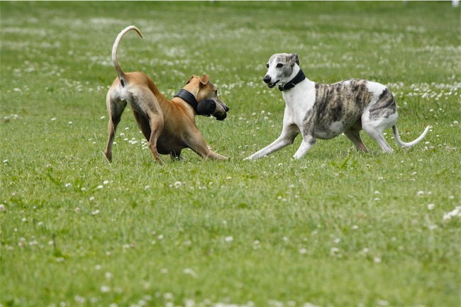 Hunde neu 2016 047-small