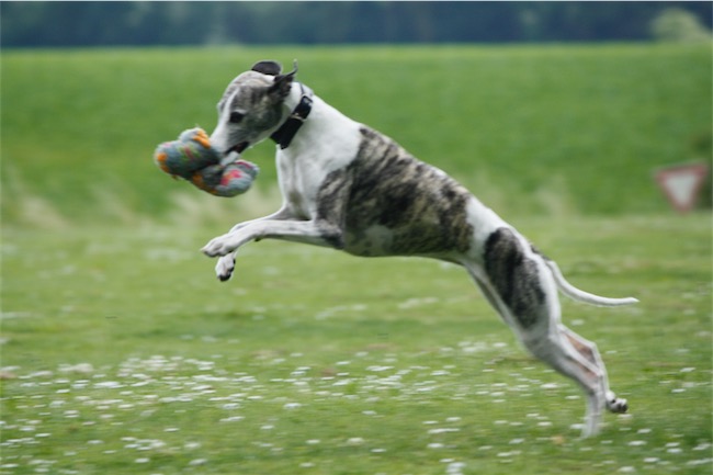 Hunde neu 2016 101-small