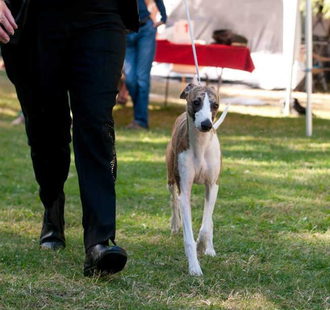 14102367_1759747194267905_2871147545417210671_n