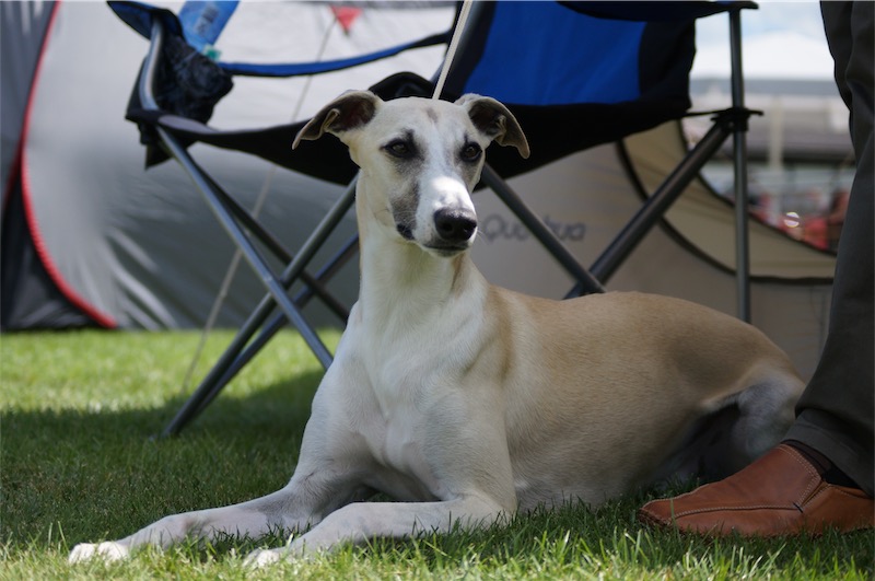 Gianni_Donau_2-small