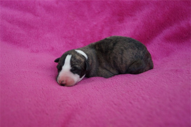 Jade_Empire_30.08.2016-small