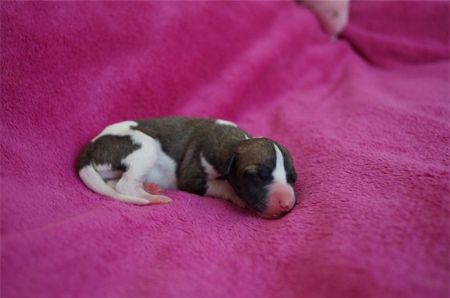 Jaipur_30.08.2016-small