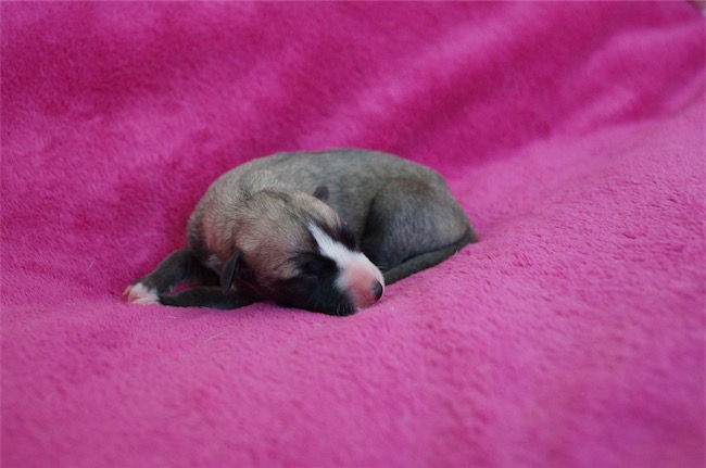 Jetpack Joy_30.08.2016-small