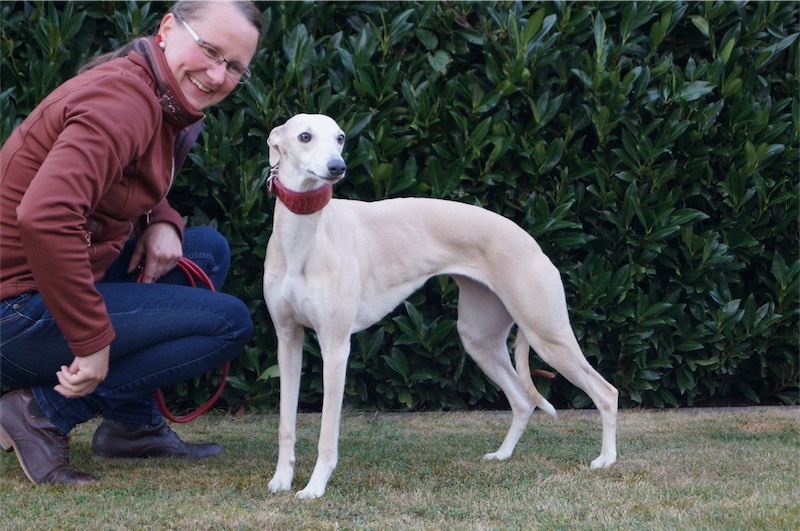 Blue_Körung_1-small