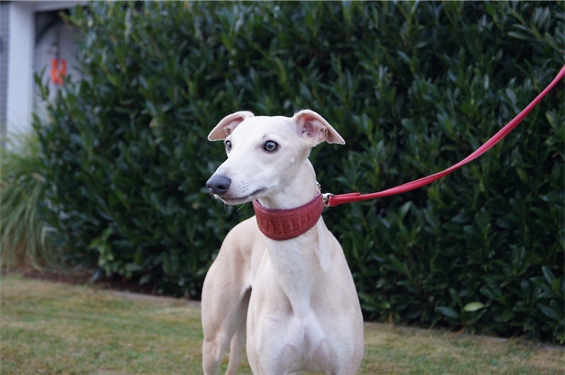 Blue_Körung_2-small