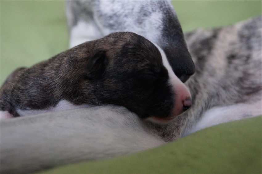 JAde_04.09.2016_1-small