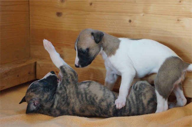 jade_jaipur_4-wochen-small