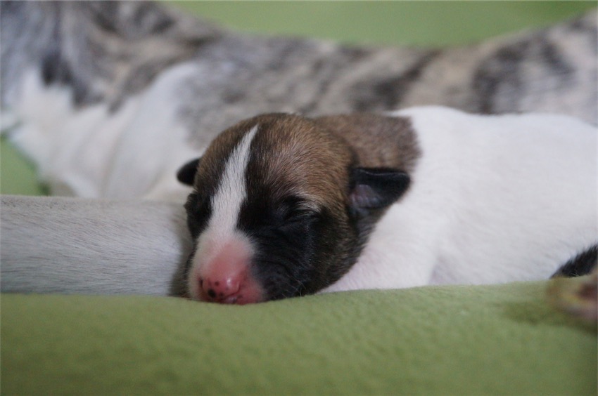 Jaipur_04.09.2016_1-small