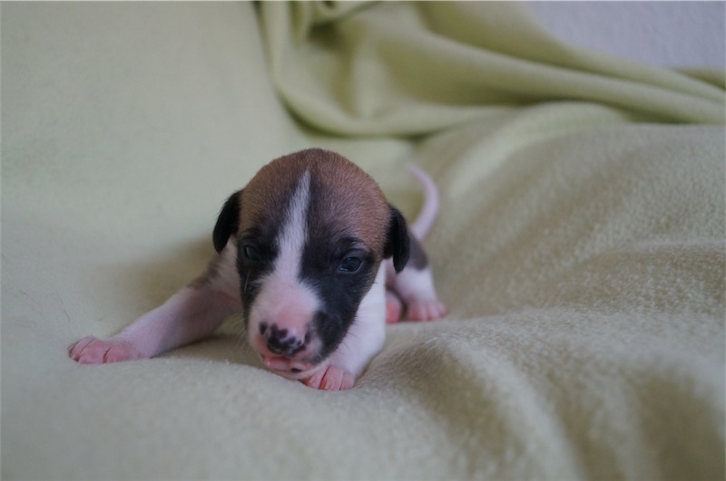 Jaipur_15.09_2-small