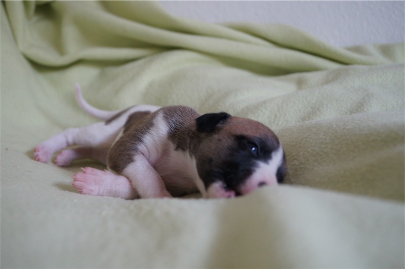 Jaipur_15.09_3-small