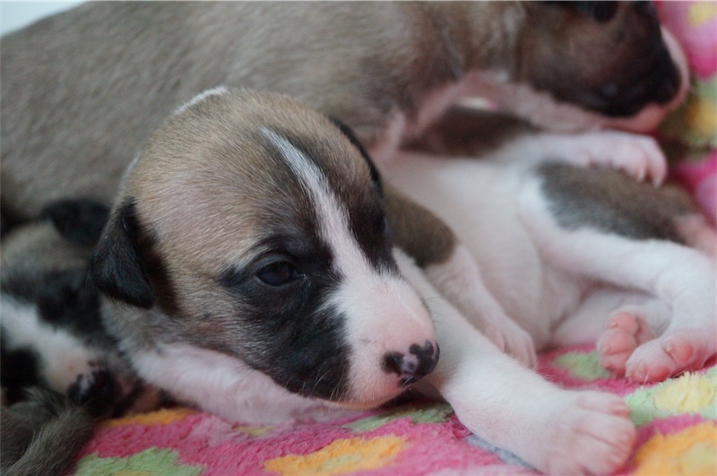 Jaipur_17.09_2-small