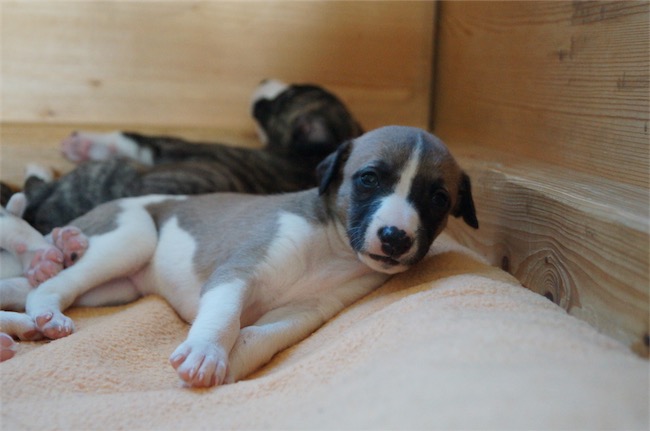 jaipur_4-wochen-small