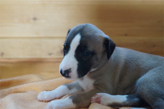 jetan_4-wochen-small